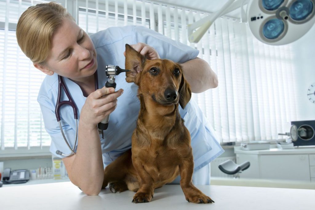 Things to know about vet hospitals